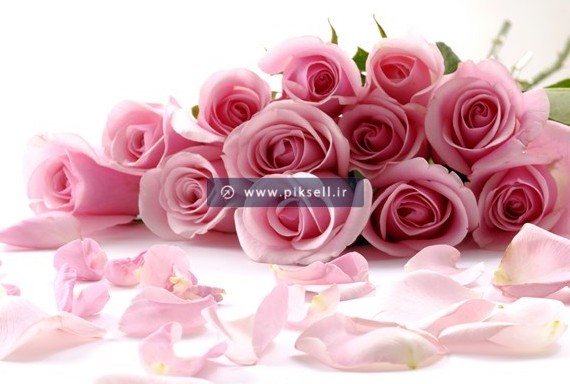 تصویر با کیفیت از دسته گلهای رز صورتی و گلبرگ