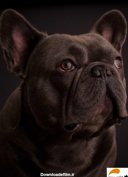 بولداگ فرانسوی (شناخت کامل سگ فرنچ بولداگ؛ از تاریخچه تا تغذیه ...