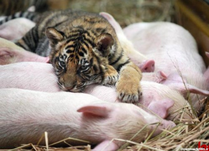 ببری که خوک‌ها را خانواده خود می‌داند! +عکس