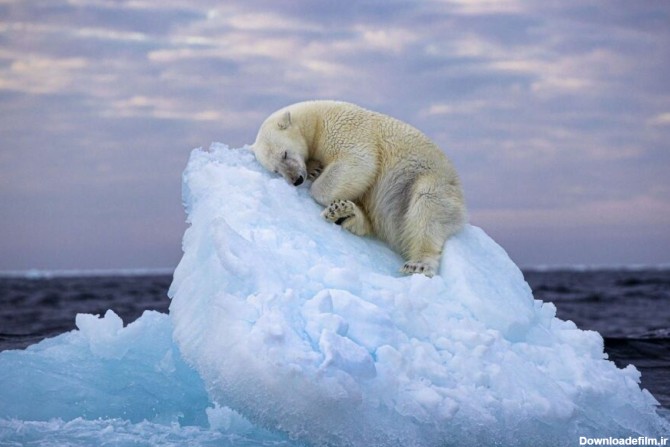 عکس برنده جایزه خرس قطبی