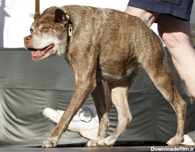 مسابقه زشت ترین سگ دنیا
