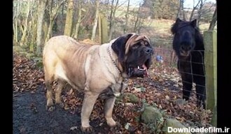 سگ غول‌پیکری که نامش در گینس ثبت شده/ عکس - خبرآنلاین