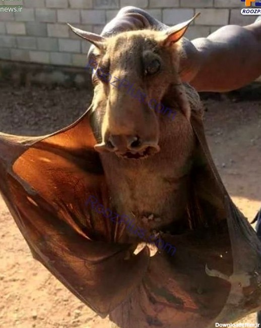 عکس/ ترسناک‌ترین خفاش جهان
