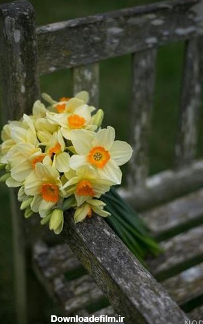 عکس گل نرگس برای صفحه گوشی - عکس نودی