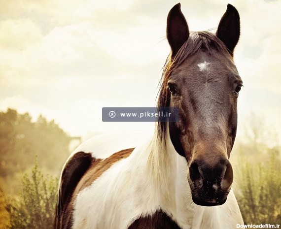 عکس با کیفیت از اسب وحشی در طبیعت با فرمت jpg