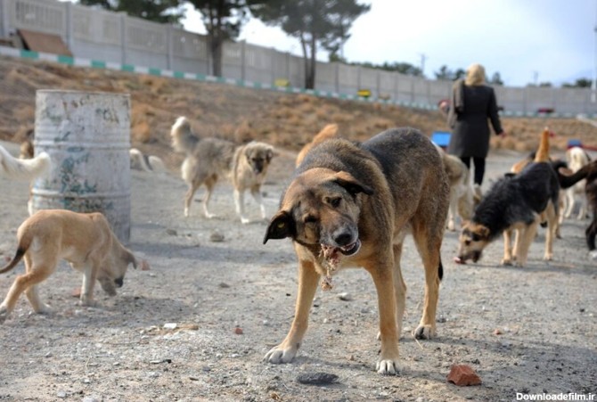 فرارو | بعد از سگ‌های ولگرد، گرگ‌ها هم به نزدیکی تهران رسیدند