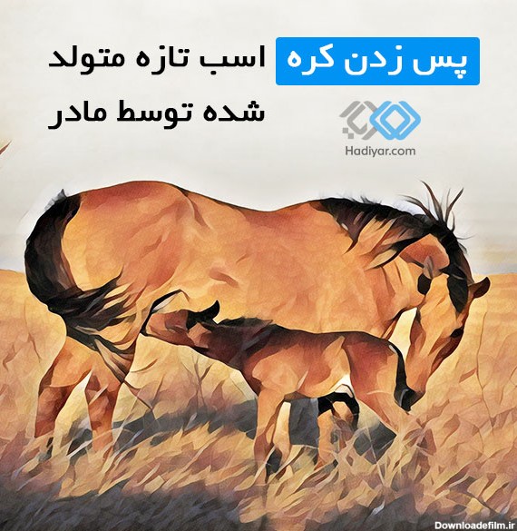 پس زدن کره اسب تازه متولد شده توسط مادر | هادیار آکادمی