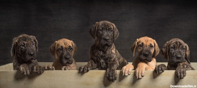 سگ گریت دین بزرگترین سگ محافظ آموزش نگهداری اصالت این نژاد