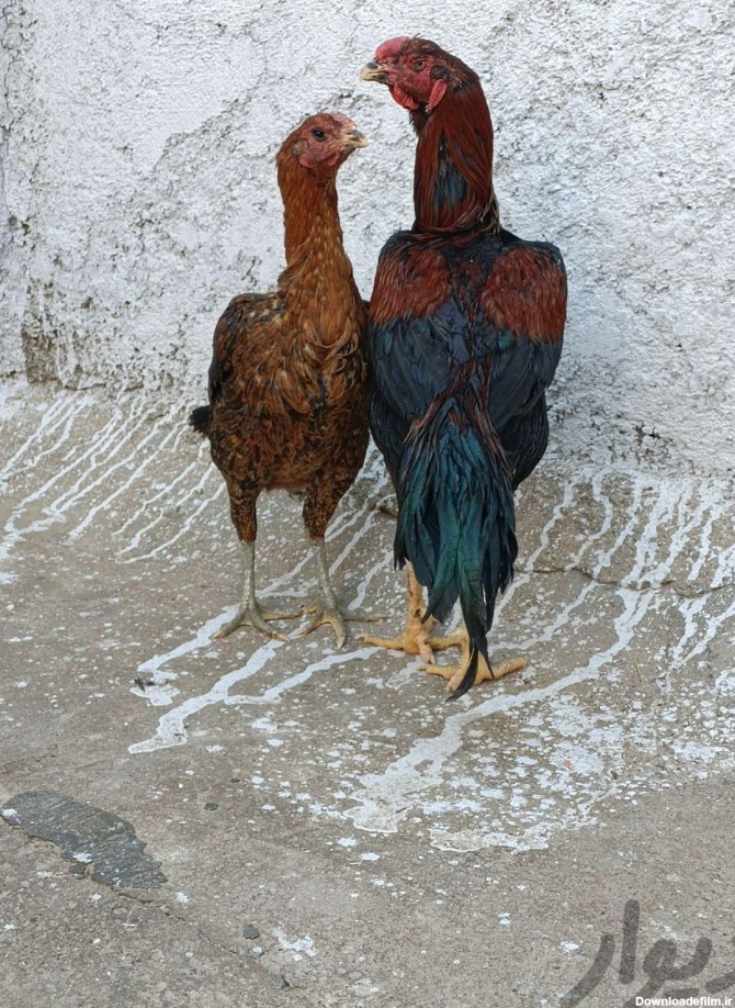 مرغ خروس لاری|حیوانات مزرعه|زاهدان|دیوار
