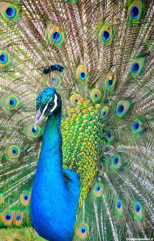 دانلود تصویر طاووس زیبا از نزدیک