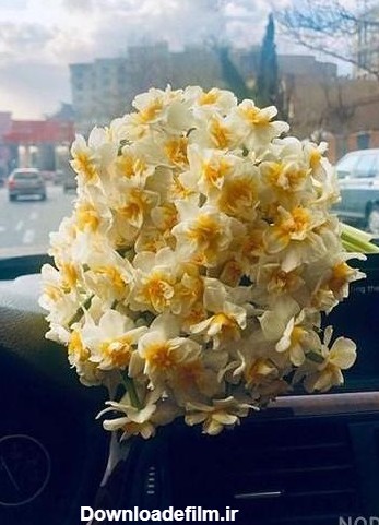 عکس گل نرگس در ماشین