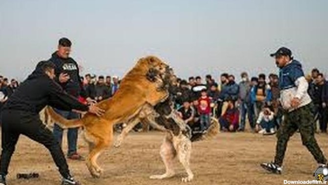فیلم جنگ سگ (سرابی) با سگ (پژدر) عراقی ۲۰۲۳ - فیلو