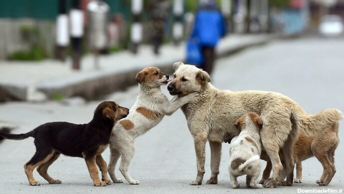 ببینید | تصاویر عجیب از اجتماع بزرگ سگ‌ها در ایران!