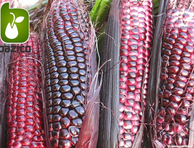 ذرت قرمز (red corn)  این گونه از ذرت نیز رنگ قرمز گاهی کم رنگ و گاهی پر رنگ تر وجود دارد .ذرت قرمز نیز حاوی 18 ردیف معمولا می باشد که پر از دانه های بسیار زیبا بوده و ارتفاع آن معمولا به 7 فوت نیز می رسد