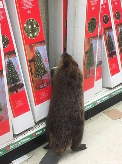 سرقت درخت کریسمس از فروشگاه توسط سگ آبی (+عکس)