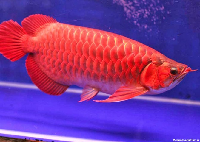 خصوصیات ماهی آروانا ; نحوه رشد و نگهداری - پت زیپ