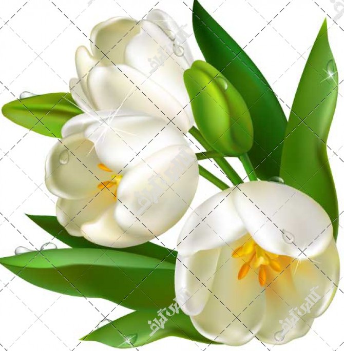 وکتور گل لاله سفید