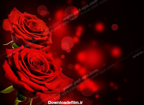 عکس با کیفیت دو شاخه گل رز قرمز با پس زمینه طراحی شده مشکی زیبا ...