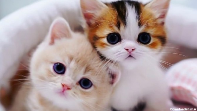 خرید کوچکترین گربه جهان | 7 نژاد گربه کوچک برای خرید | پتریزو ...