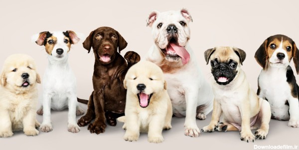 راهنمای کامل نژاد های سگ