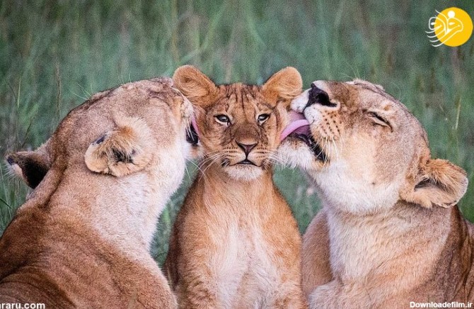 عکس‌های دلچسب از لیس زدن بچه شیر توسط دو ماده شیر