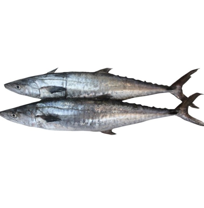 خواص قیمت و خرید ماهی شیر تازه صادراتی دریای خلیج فارس