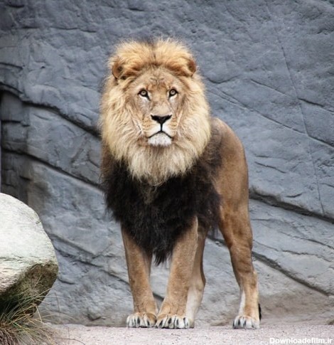 مجموعه عکس پروفایل شیر پادشاه جنگل؛ قدرتمند و مغرور - ستاره