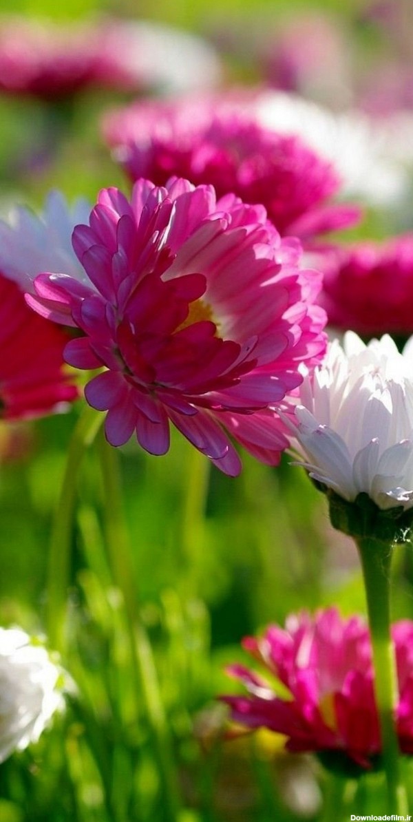 بک گراند تماشایی گل بهاری سفید و صورتی برای آیفون