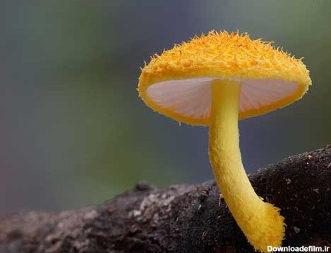 زیباترین قارچ های وحشی دنیا+تصاویر!