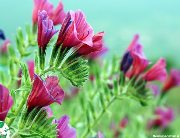 خواص گل گاوزبان | همه چیز در مورد گل گاو زبان را بدانید