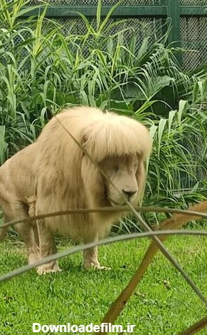 در باغ وحش گوانژو‌‌ چین یه شیر با یال و کوپال مرتب و چتری در فضای مجازی معروف شده