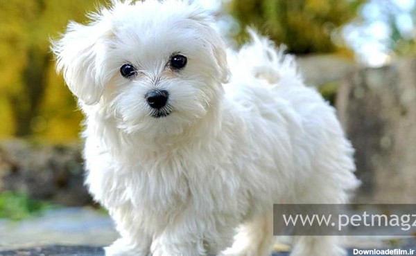 عکس سگ مالتیز سفید ۱۴۰۰ - عکس نودی
