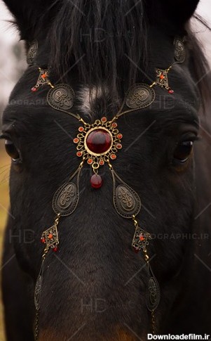 تصویر زیبای صورت اسب-فایل لایه باز و موکاپ