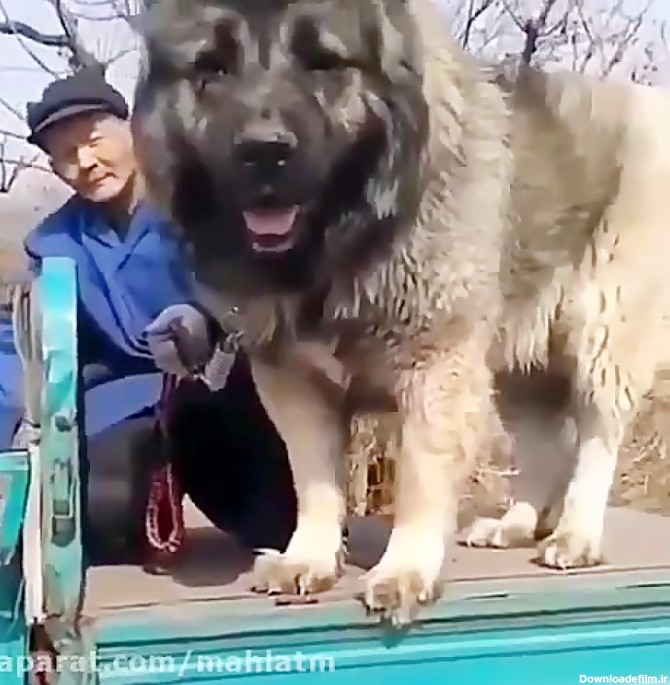 سگ غول پیکر ماستیف تبتی یا همون سگ شیر