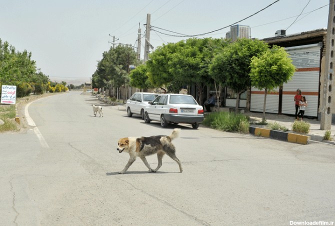 آخرین آمار سگ‌های ولگرد تهران - همشهری آنلاین