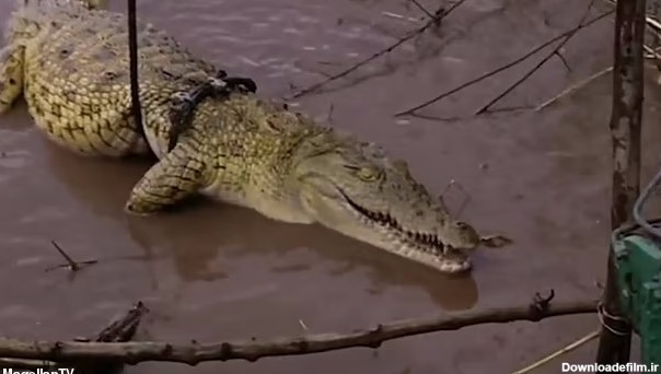 این تمساح ترسناک ۳۰۰ نفر را خورده است! / هر روز یک نفر ناپدید می ...