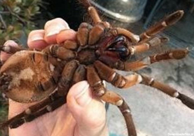 بزرگ ترین عنکبوت جهان - تسنیم