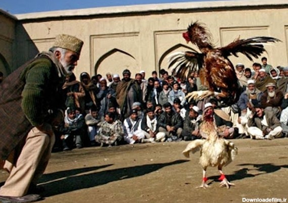 مسابقه مرگ گلادیاتورهای «دره سند» +تصاویر | خبرگزاری فارس
