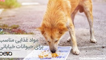 مواد غذایی مناسب برای حیوانات خیابانی کدامند؟