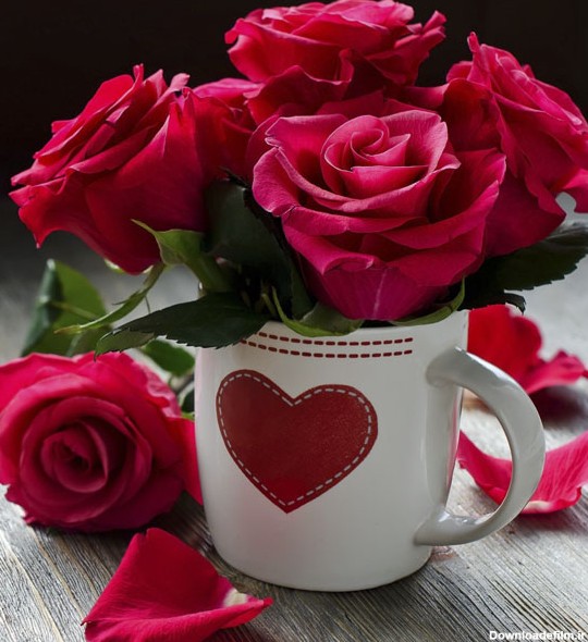 عکس پروفایل گل های رز قرمز عاشقانه و زیبا