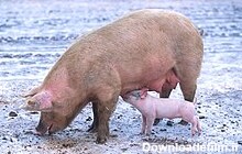 خوک - ویکی‌پدیا، دانشنامهٔ آزاد