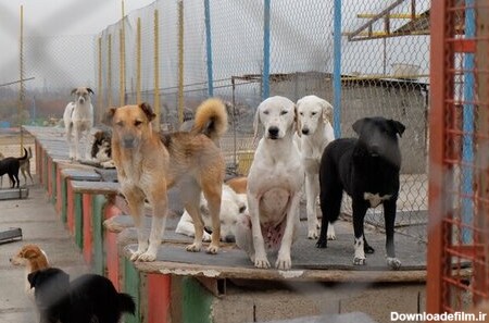 هشدار شهرداری تهران درباره فروش سگ های ولگرد به نام سگ نژاددار - ایمنا