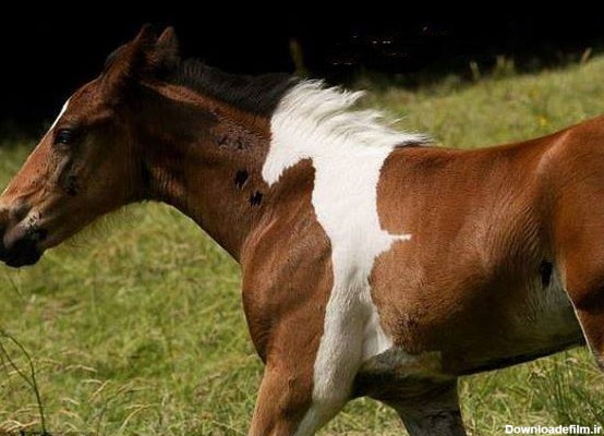 یک اسب متفاوت (عکس)