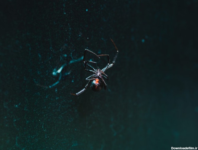 عکس | خطرناک ترین عنکبوت دنیا در ایران ! - خبرآنلاین