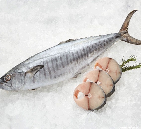 قیمت انواع ماهی و میگو خلیج‌فارس در بوشهر+ جدول | خبرگزاری فارس