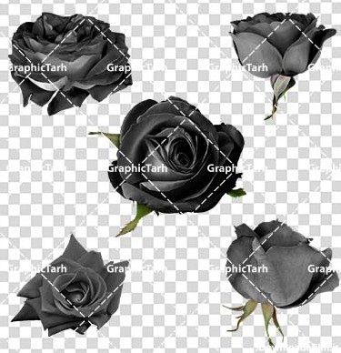 دوربری شده گل رز سیاه برای تسلیت