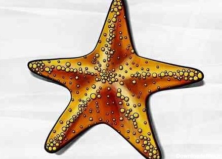 آموزش کشیدن نقاشی ستاره ماهی به شیوه گام به گام - کودکان