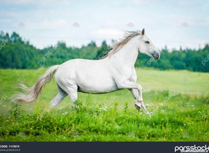اسب سفید زیبا که در زمین تابستانی می دود 1178979