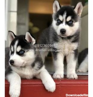 سگ هاسکی سفید | قیمت سگ هاسکی سفید چشم آبی - دهکده حیوانات