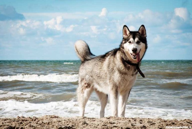دانلود تصویر سگ گرگی در ساحل | تیک طرح مرجع گرافیک ایران